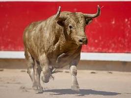 ex-matador tödlich verletzt: bulle spießt mann vor stierkampf in spanien auf