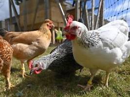 landleben auf zeit: warum miethühner so gefragt sind