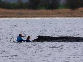 Neue Untersuchung geplant: Buckelwal lebt - wir kümmern uns bis zur letzten Minute