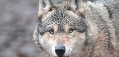 Bayerischer Wald: Wolf stirbt nach Kollision mit Auto