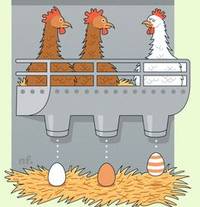 Ostern: Warum legen Hühner weiße und braune Eier?