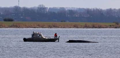 wal in der ostsee: timmy lebt noch – experten sollen nach ostern zustand prüfen