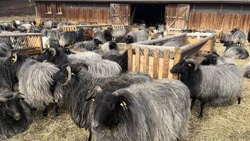 Die Lüneburger Heide für Anfänger – hier sogar mit Schnucken gucken