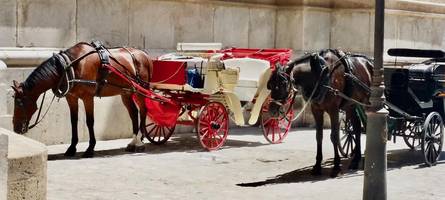 nach skandalen um erschöpfte tiere: mallorca schafft die pferdekutschen ab