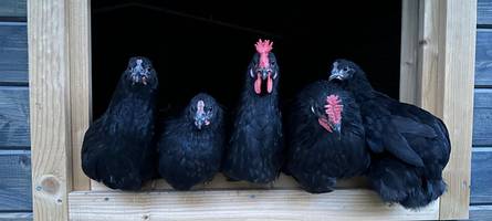 „Die einzige bayerische Hühnerrasse“: Antje Goschütz züchtet das seltene Augsburger Huhn