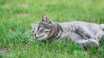 katze während fünfstündiger rettungsmission gerettet und nach vier jahren wieder mit besitzerin vereint