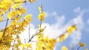 Forsythien an der Lombardsbrücke: Dann kam der Häcksler