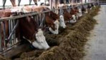 milcherzeuger: weide oder nichts? eu-verordnung bringt bio-bauern in not