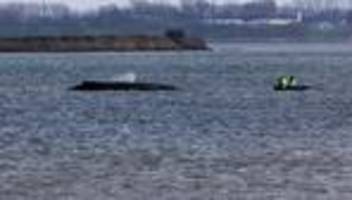 ostseeküste: buckelwal bei wismar – rettung per katamaran in prüfung