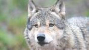 Tiere: Bislang drei tote Wölfe in diesem Jahr in Sachsen-Anhalt