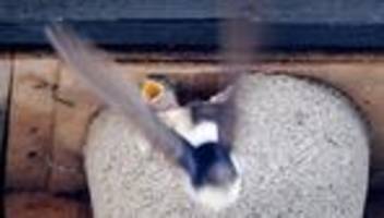 Tiere: Die ersten Schwalben sind in Sachsen zurück