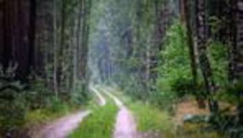 Verhalten im Wald: Landesforsten: Waldbesucher bitte auf den Wegen bleiben