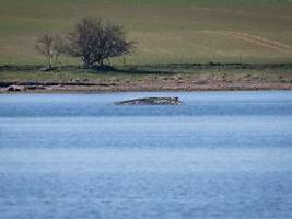 Mit breiten Gurten hochheben: Minister erwägt Wal-Rettung per Spezial-Katamaran