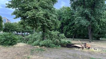 Flensburg: Zwei Menschen von Baum erschlagen – Unglück bei Ostereiersuche?