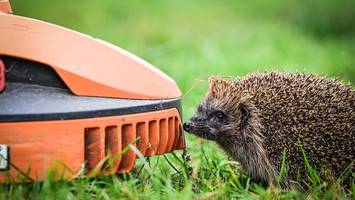 mähroboter bedrohen igel – welche maßnahme der städtetag jetzt fordert