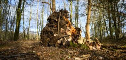 Flensburg: Neue Details nach tödlichem Baumunglück bei Ostereiersuche