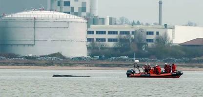 Wal »Timmy« vor Wismar: Minister prüft Rettung des Buckelwals per Katamaran