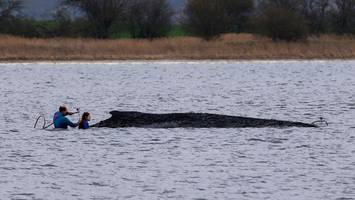 der wal, der wolf und meine neue sehnsucht helgoland