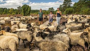 zum blöken schön: diese events feiern das jahr der heidschnucke