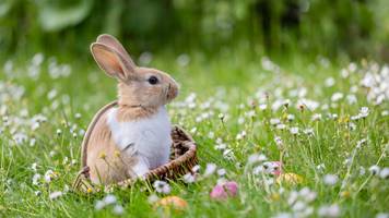 der wahre osterhase: welches tier eigentlich die eier bringen sollte