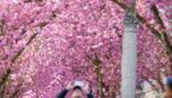 Naturspektakel: Rosa Rausch in Bonn: Kirschblüten-Pracht in der Altstadt