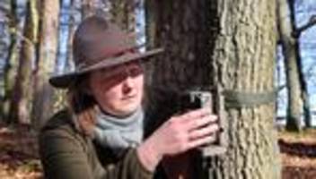 Rückkehr nach MV?: Wildkatze gesucht - Baldrian und Fotofallen für den Nachweis