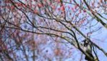 Tiere: Kälte und Vogelgrippe: Wie es Vögeln nach dem Winter geht