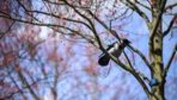 Tiere: Wie es der Vogelwelt nach dem frostigen Winter geht