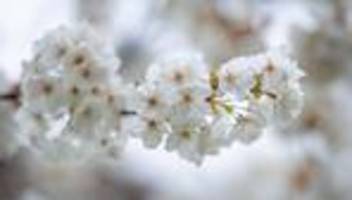 wetter in baden-württemberg: ostermontag bringt sonne und bis zu 21 grad im südwesten