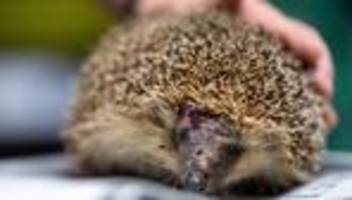 Mähroboter und Igel: Deutscher Städtetag unterstützt Nachtmähverbot zum Schutz von Igeln