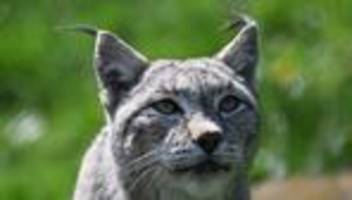 Artenschutz: Luchse im Harz dank Naturschutzprojekt wieder angesiedelt