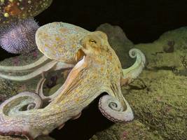 Biologie: Oktopusse haben einen Sex-Arm
