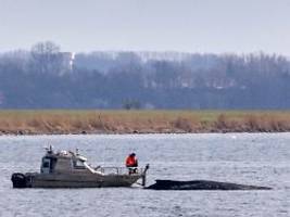 Experten warnen vor Qualen: Wal würde Spezial-Katamaran vermutlich nicht überleben