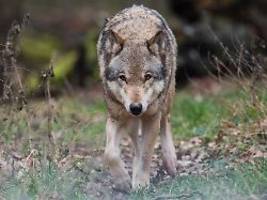 Mit Sender ausgestattet: Wolf nach Attacke in Hamburg freigelassen