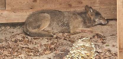 Hamburg: Wolf wieder freigelassen