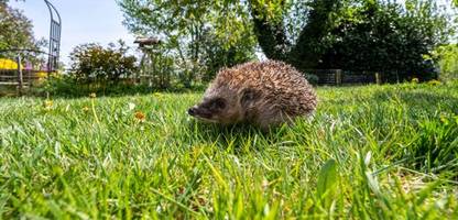 selbstfahrende rasenmäher: städtetag fordert nachtfahrverbot für mähroboter