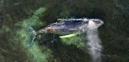 wal in ostsee bei wismar: minister sagt katamaran-rettung für wal »timmy« ab