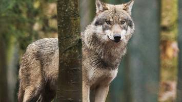 der wolf ist wieder frei – ob die entscheidung klug war, wird sich zeigen