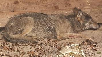 Nach Attacke in Hamburg: Der Problem-Wolf wurde wieder in die Freiheit entlassen