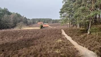 noch nie in der lüneburger heide gewesen? machen sie diesen ausflug
