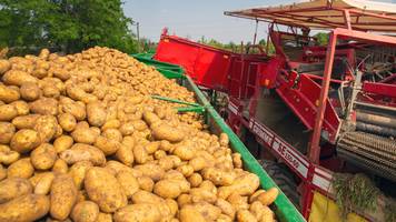 landwirtsfamilie verschenkt gesamten osterferien über kostenlos kartoffeln: besser als alles verrotten zu lassen