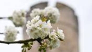 Ausflugsziele: Kirschblüte in Hessen: Wo das Blütenmeer besonders lockt