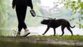 Hundeangriff: Pitbull verletzt Mann und Labrador