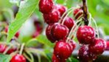 Immer weniger Betriebe: Klimawandel und Kosten: Hessens Kirschbauern unter Druck