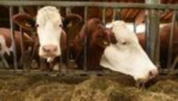 Mann wollte Feuerwehr helfen: Entlaufene Kuh greift Rollerfahrer an