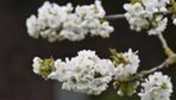 Obstanbau unter Druck: Kirschbauern in Hessen kämpfen mit Kosten und Klimarisiken