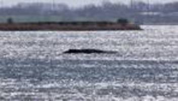 Ostseeküste: Gutachten zu Buckelwal heute erwartet - Tier atmet noch