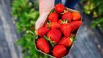 Saisonbeginn: Wo es Mitte April die ersten Erdbeeren im Südwesten gibt