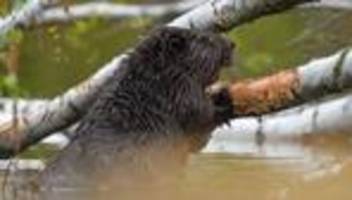 Tiere: Mehr Biber in Sachsen-Anhalt