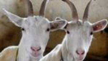 Tiere: Unbekannte schlachten Ziegen auf Weide